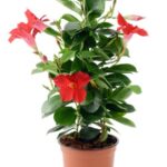 Cómo cuidar una planta Mandevilla en el interior de tu hogar