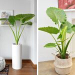 Cómo cuidar una planta oreja de elefante en interiores