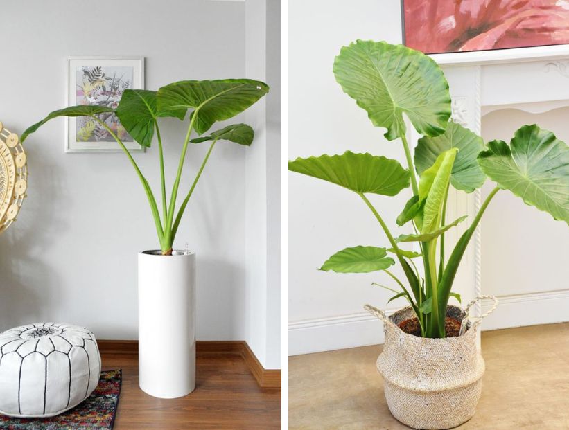 Cómo cuidar una planta oreja de elefante en interiores