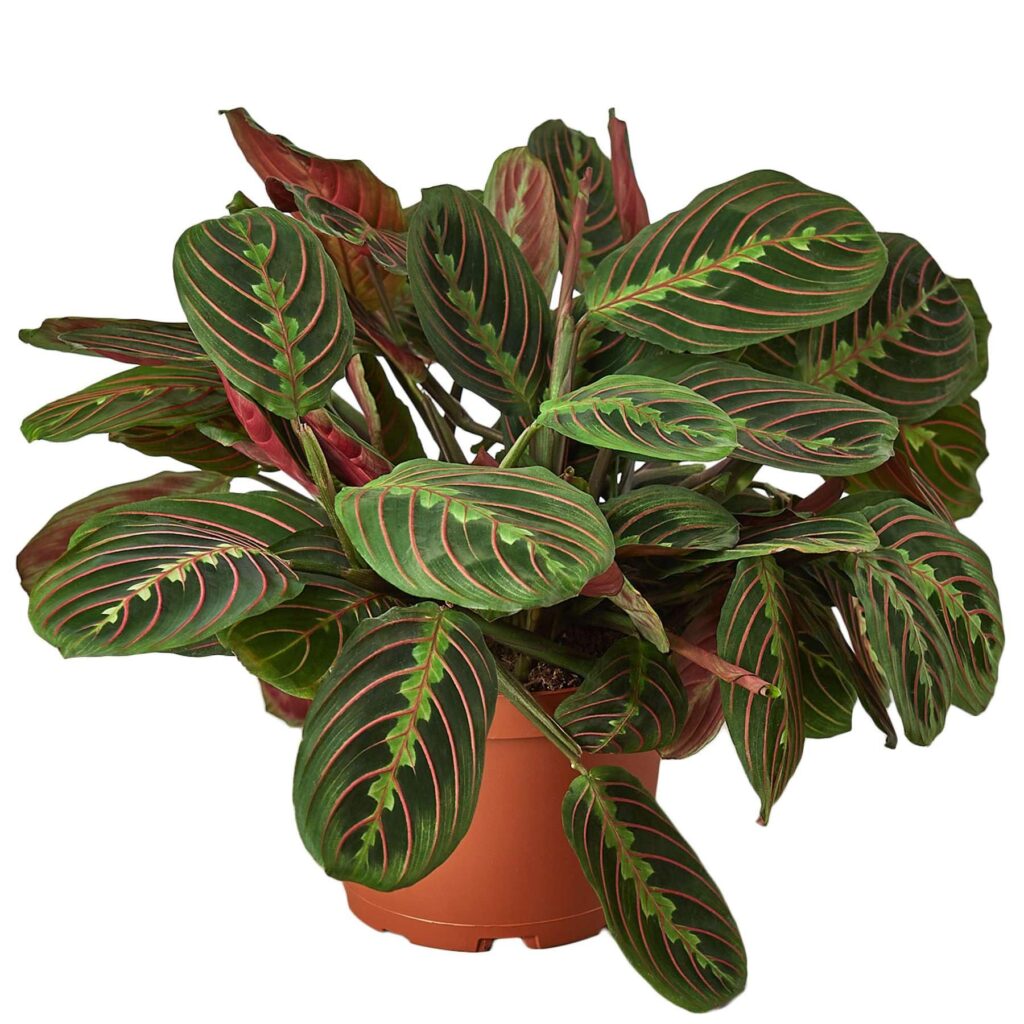 Cómo cuidar una planta Red Leaf Prayer Plant en casa