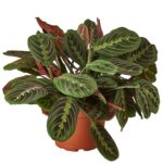 Cómo cuidar una planta Red Leaf Prayer Plant en casa