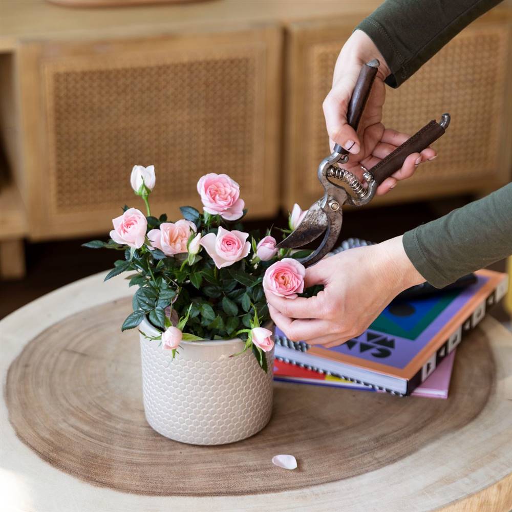 Cómo cuidar una rosa miniatura en el interior de tu hogar
