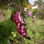 Cómo cuidar una vid de frijol Hyacynth morado