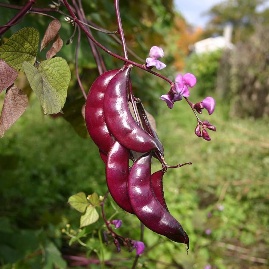 Cómo cuidar una vid de frijol Hyacynth morado