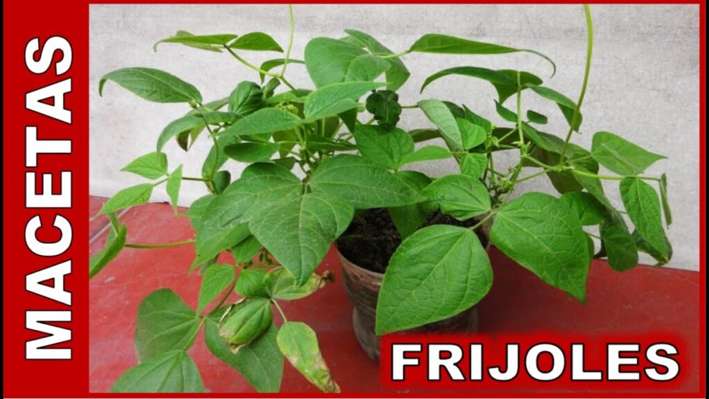 Cómo cuidar y cosechar frijoles pintos en el huerto
