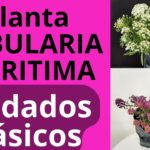 Cómo cuidar y cultivar Alyssum en macetas con éxito