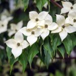 Cómo cuidar y cultivar árboles de hoja perenne Evergreen Dogwood