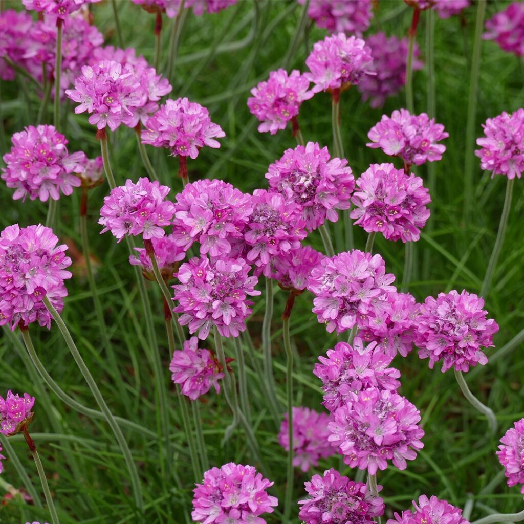 Cómo cuidar y cultivar Armeria Sea Pink en el jardín