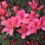 Cómo cuidar y cultivar Azalea Fashion en tu jardín