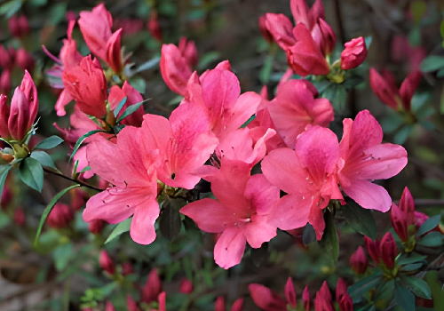 Cómo cuidar y cultivar Azalea Fashion en tu jardín