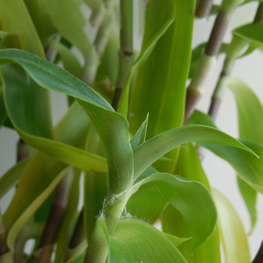 Cómo cuidar y cultivar Callisia fragrans en cestas