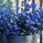 Cómo cuidar y cultivar Chinese Forget-Me-Not en casa