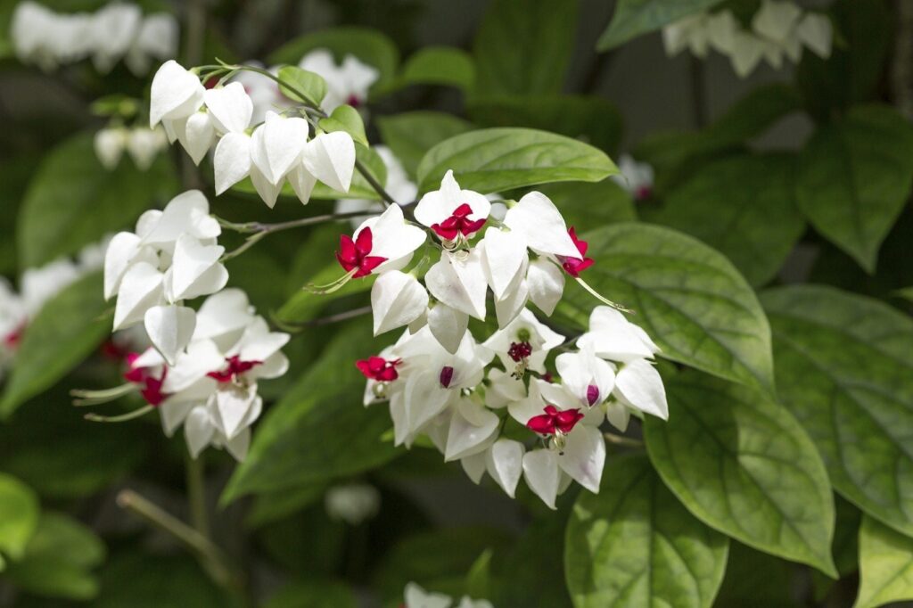 Cómo cuidar y cultivar Clerodendrum Bleeding Heart