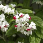 Cómo cuidar y cultivar Clerodendrum Bleeding Heart