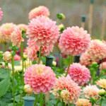 Cómo cuidar y cultivar dalias de forma adecuada en tu jardín