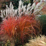 Cómo cuidar y cultivar el Miscanthus Flame Maiden Grass