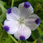 Cómo cuidar y cultivar Five Spot Flower en tu jardín