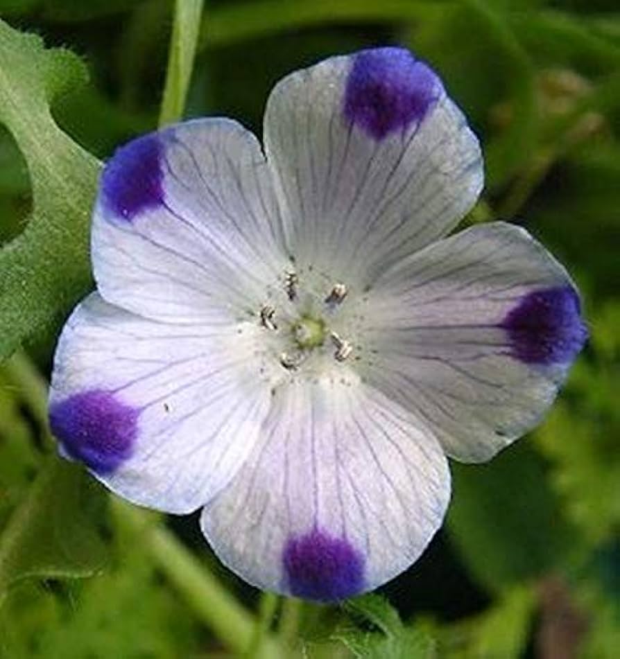 Cómo cuidar y cultivar Five Spot Flower en tu jardín