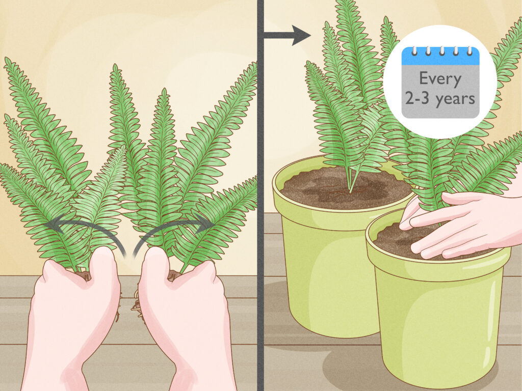 Cómo cuidar y cultivar helecho freno en el interior de tu hogar