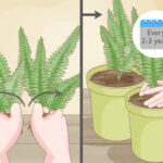 Cómo cuidar y cultivar helecho freno en el interior de tu hogar