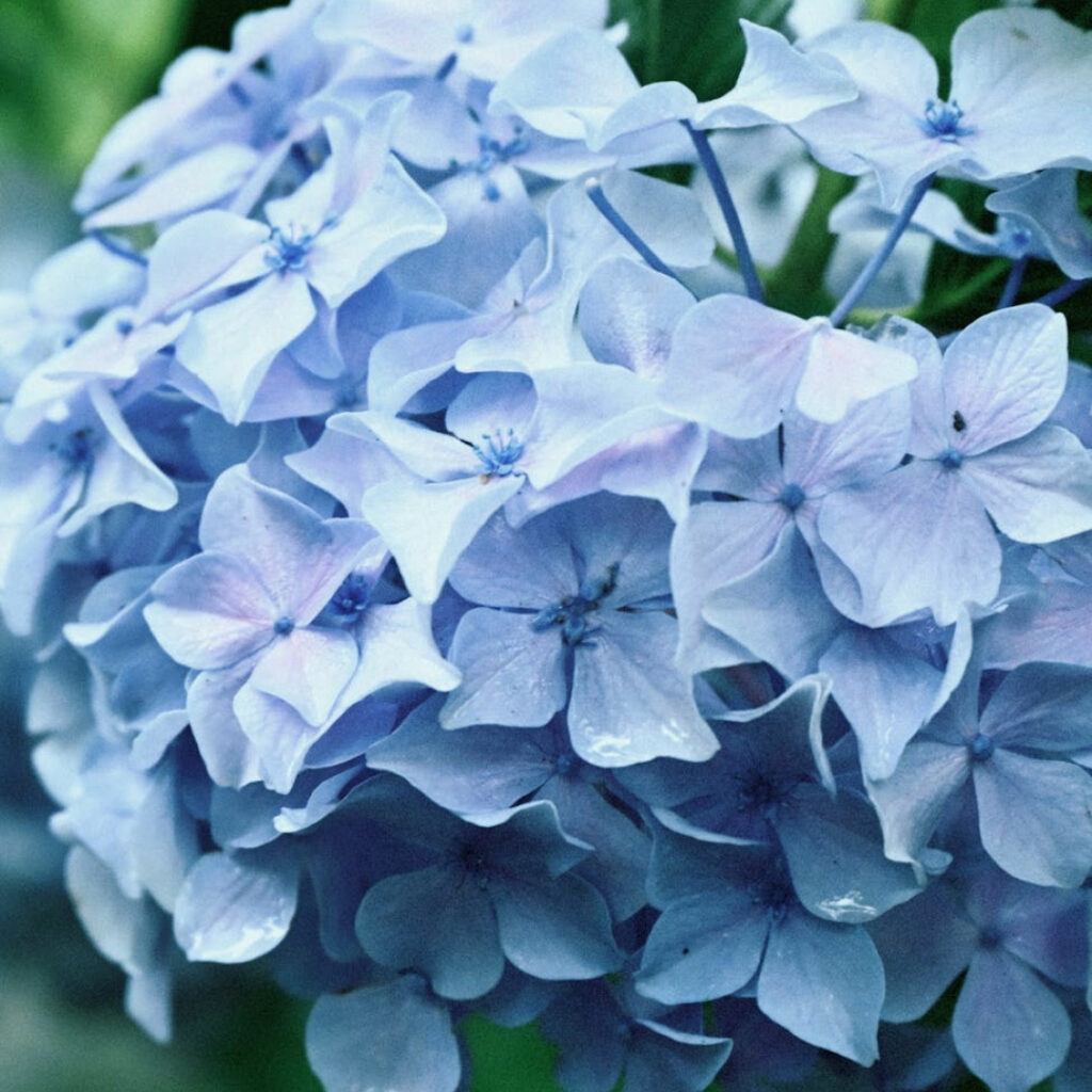 Cómo cuidar y cultivar hydrangeas de forma óptima