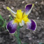 Cómo cuidar y cultivar Iris azules o amarillos en casa
