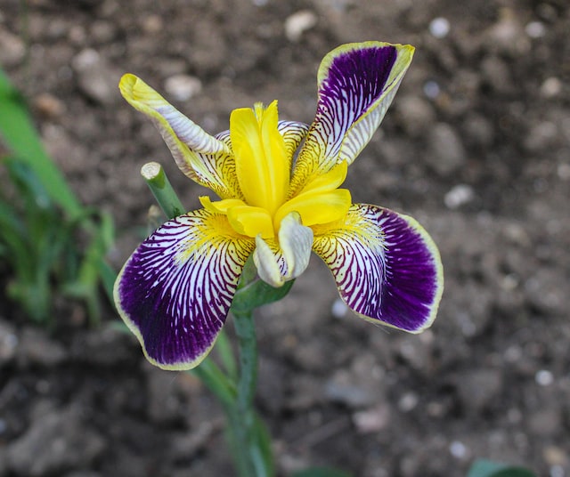 Cómo cuidar y cultivar Iris azules o amarillos en casa