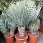 Cómo cuidar y cultivar la Big Bend Yucca en casa