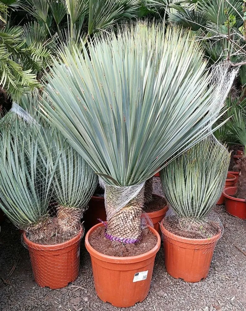 Cómo cuidar y cultivar la Big Bend Yucca en casa