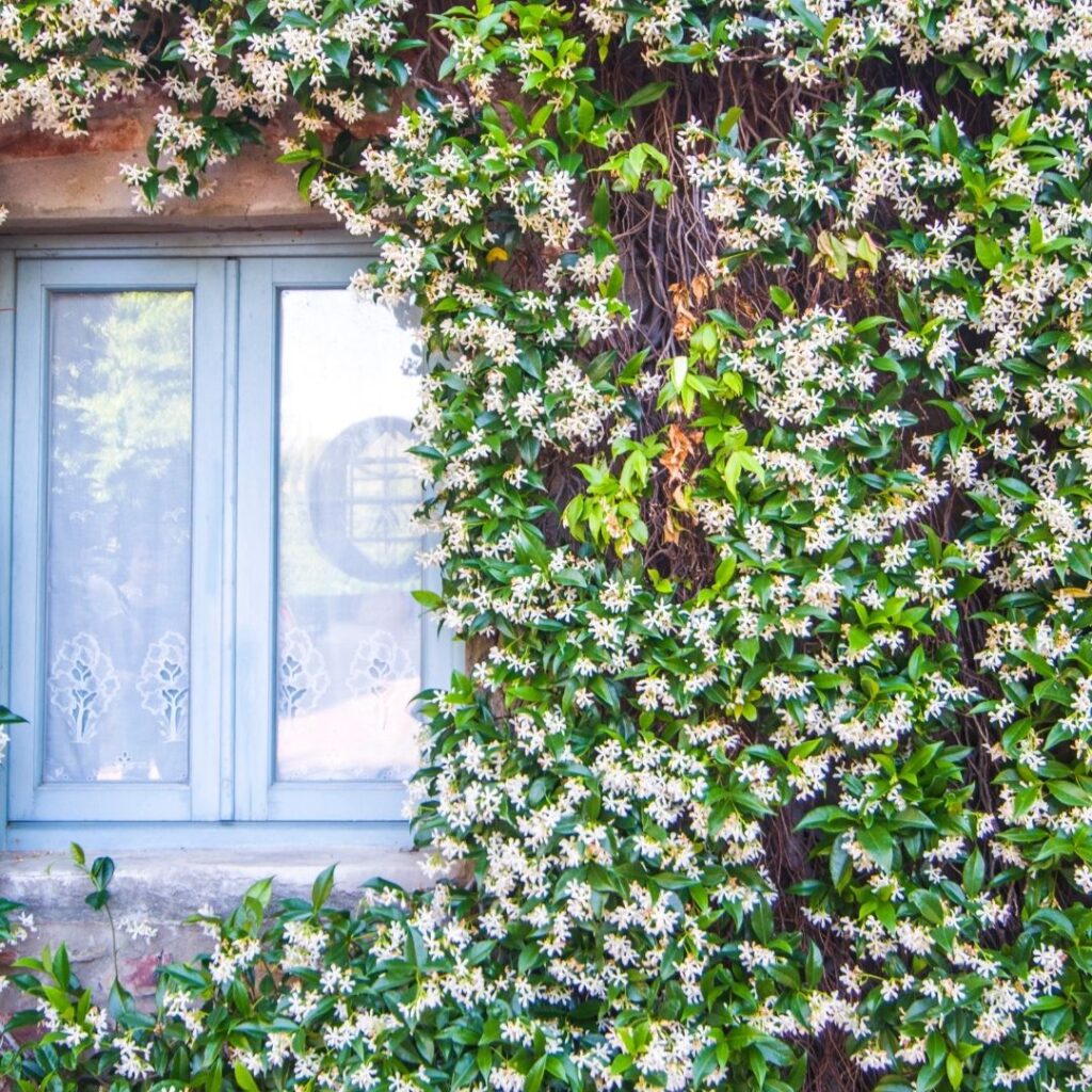 Cómo cuidar y cultivar la enredadera de jazmín en tu hogar