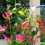 Cómo cuidar y cultivar la exótica Gloriosa Lily en casa