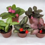 Cómo cuidar y cultivar la Flame Violet en interiores