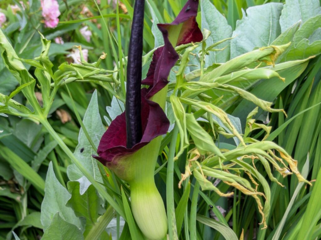 Cómo cuidar y cultivar la flor de la Dragon Arum Lily