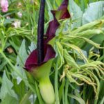 Cómo cuidar y cultivar la flor de la Dragon Arum Lily