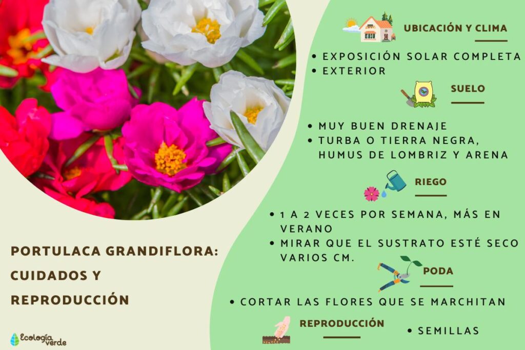 Cómo cuidar y cultivar la flor portulaca correctamente