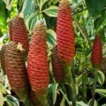 Cómo cuidar y cultivar la planta beehive ginger en tu jardín