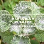 Cómo cuidar y cultivar la planta de Marrubio en casa
