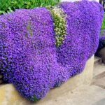 Cómo cuidar y cultivar la planta de rockcress en el jardín