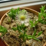 Cómo cuidar y cultivar la planta Kanna (Sceletium Tortuosum)