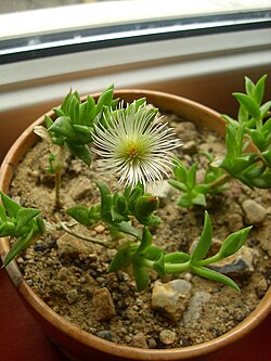 Cómo cuidar y cultivar la planta Kanna (Sceletium Tortuosum)