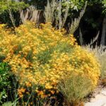 Cómo cuidar y cultivar la planta Mountain Marigold