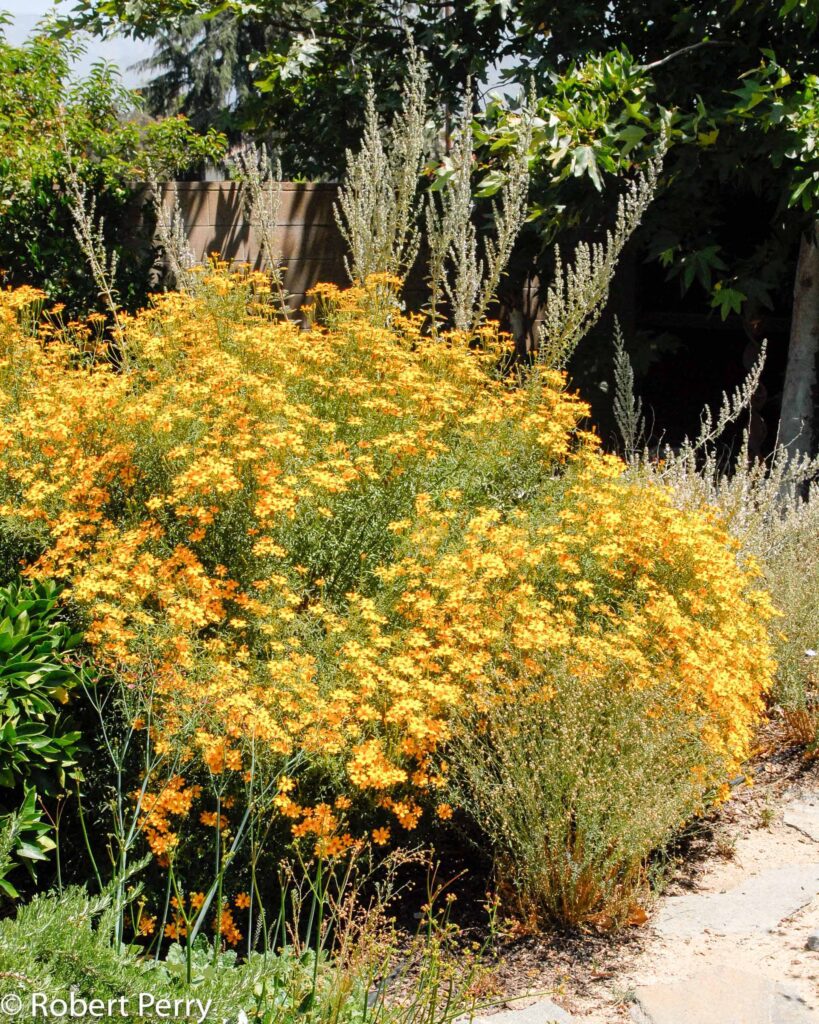 Cómo cuidar y cultivar la planta Mountain Marigold