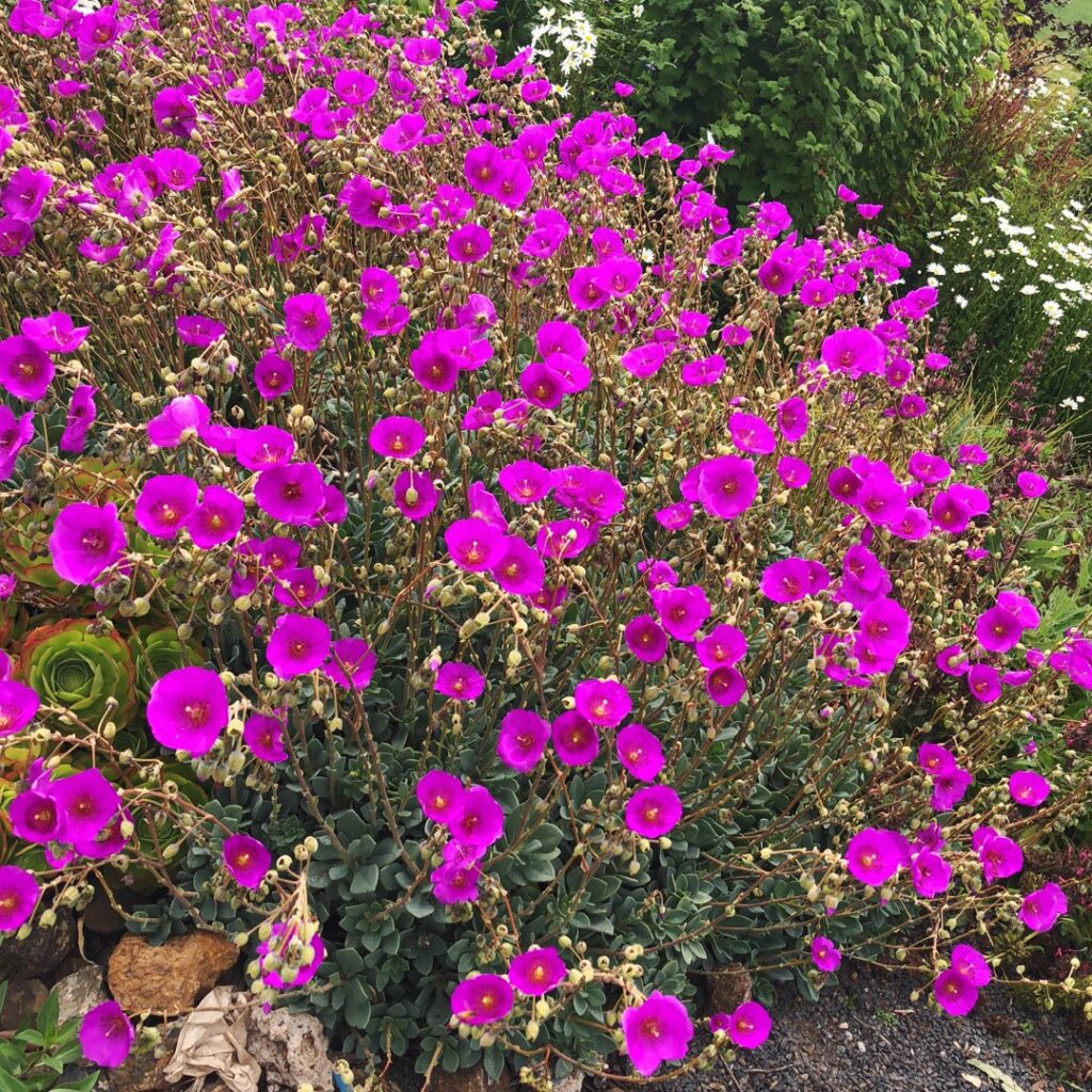 Cómo cuidar y cultivar la planta rock purslane en el jardín