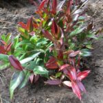 Cómo cuidar y cultivar Leucothoe, la planta ornamental