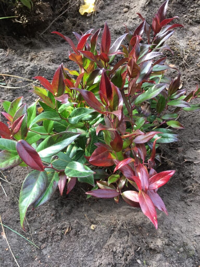 Cómo cuidar y cultivar Leucothoe, la planta ornamental