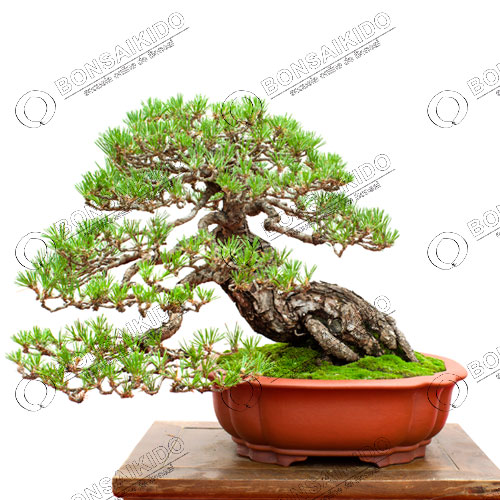 Cómo cuidar y cultivar pinos negros japoneses en tu jardín