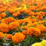 Cómo cuidar y cultivar plantas de caléndula en el jardín