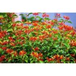 Cómo cuidar y cultivar plantas de Firebush en tu jardín