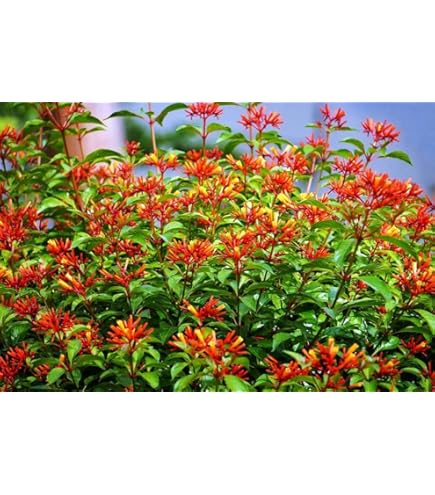 Cómo cuidar y cultivar plantas de Firebush en tu jardín