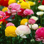 Cómo cuidar y cultivar ranúnculos cálidos en tu jardín